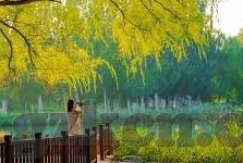 大象dx视频导航回家-大象DX，视频导航引领回家的奇迹